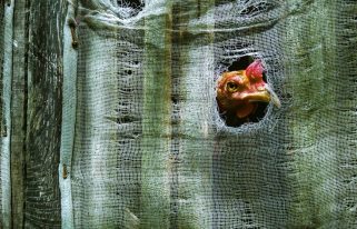 pourquoi on a la chair de poule