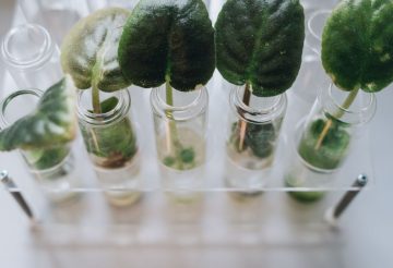plantes pour réguler les hormones